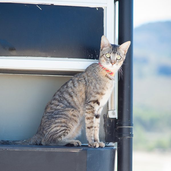 Pure & Wild familieopstelling en honden en katten halsbanden.